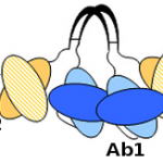 Tetravalent dual-specific antibody